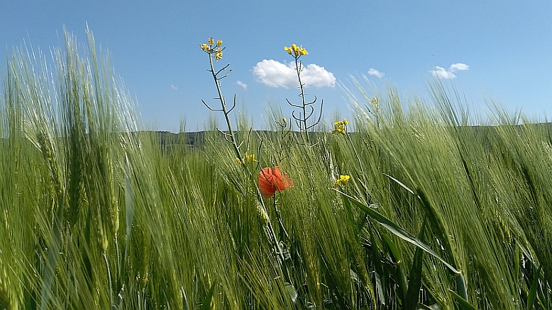 Wanderung rund um Wachtberg Getreide mit Mohnblume und Raps